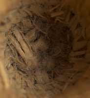 Klickitat%20artist%2C%20%3Cb%3E%3Ci%3E%20Miniature%20Basket%3C%2Fi%3E%3C%2Fb%3E%2C%20ca.%201900%2C%20cedar%20root%2C%20The%20Elizabeth%20Cole%20Butler%20Collection%2C%20no%20known%20copyright%20restrictions%2C%202012.92.78
